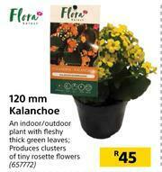 Builders Warehouse Flora 120mm Kalanchoe offer