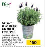 Builders Warehouse Flora 140mm Blue Magic Lavender Cover Pot offer