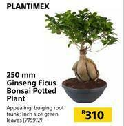 Plantimex 250mm Ginseng Ficus Bonsai Potted Plant