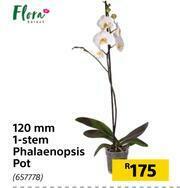 Builders Warehouse Flora 120mm 1 Stem Phalaenopsis Pot offer