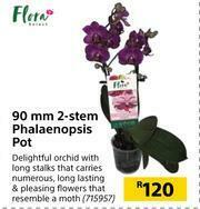 Builders Warehouse Flora 90mm 2 Stem Phalaenopsis Pot offer