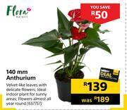 Builders Warehouse Flora 140mm anthurium offer