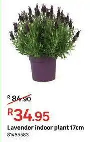 Leroy Merlin Lavender Indoor Plant 17cm offer