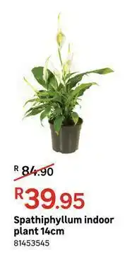 Leroy Merlin Spathiphyllum Indoor Plant 14cm offer