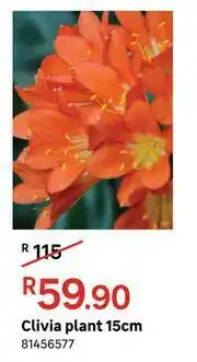 Leroy Merlin Clivia Plant 15cm offer