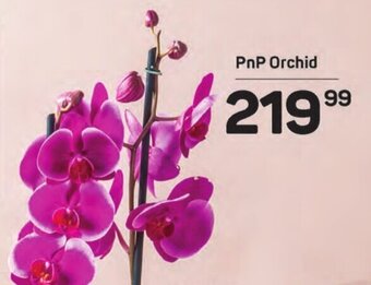Pick n Pay PnP Orchid offer