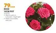 BUCO Rose 14cm pot (1379770)-each offer
