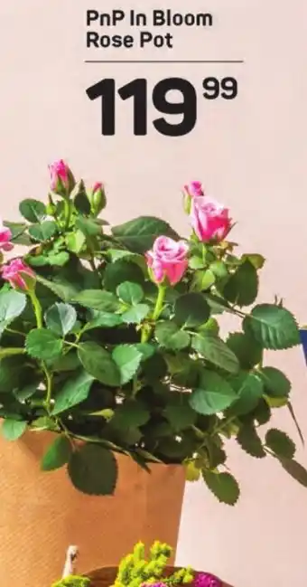 PnP In Bloom Rose Pot