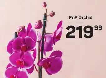 PnP Orchid
