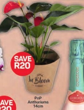 Pick n Pay PnP Anthuriums 14cm offer