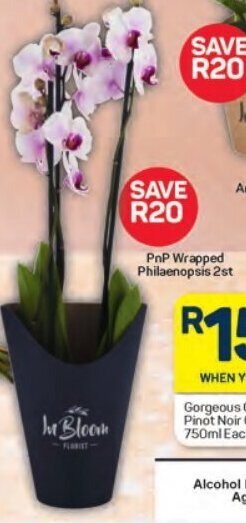 Pick n Pay PnP Wrapped Philaenopsis 2st offer