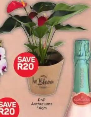 Pick n Pay PnP Anthuriums 14cm offer
