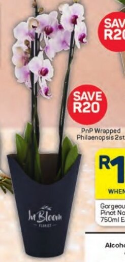 Pick n Pay PnP Wrapped Philaenopsis 2st offer