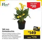 Builders Warehouse Flora 140mm zantedeschia offer