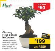 Flora ginseng ficus bonsai in ceramic