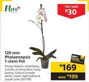 Builders Warehouse Flora 120mm phalaenopsis 1 stem pot offer