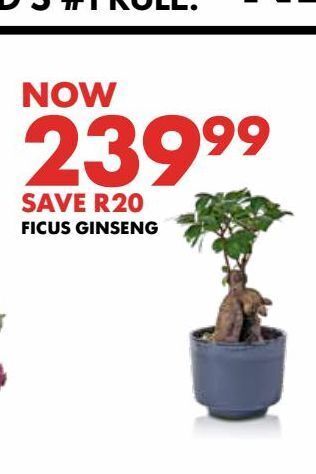 Ficus ginseng