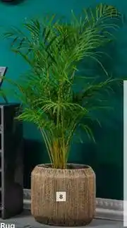 Builders Warehouse 300mm Areca Bamboo Palm Pot offer