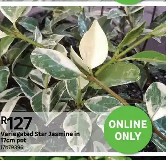 Variegated star jasmine 17cm
