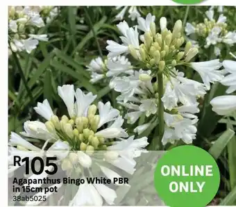 Agapanthus bingo white