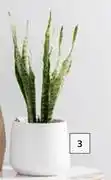 Builders Warehouse 120mm sansevieria trifacsciata pot plant offer