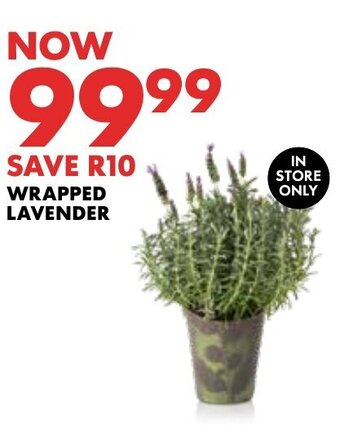 WRAPPED LAVENDER