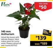 Builders Warehouse Flora 140mm anthurium offer