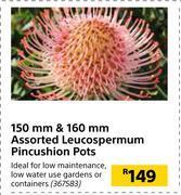 Builders Warehouse 150mm & 160mm assorted leucospermum pincushion pots offer