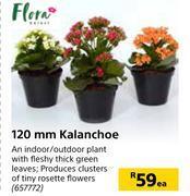 Builders Warehouse Flora 120mm kalanchoe-each offer