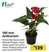 Flora 140mm anthurium