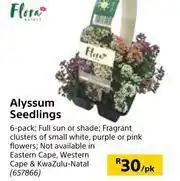 Builders Warehouse Flora Alyssum Seedings-Per pk offer