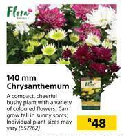 Builders Warehouse Flora 140mm Chrysanthemum offer