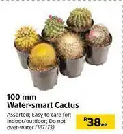 Builders Warehouse 100mm Water Smart Cactus-Each offer
