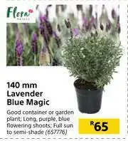 Builders Warehouse Flora 140mm Lavender Blue Magic offer