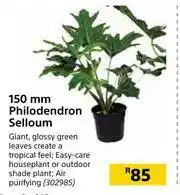 Builders Warehouse Flora 150mm Philodendron Selloum offer