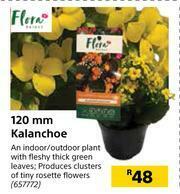 Builders Warehouse Flora 120mm Kalanchoe offer