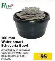 Builders Warehouse Flora 160mm Water Smart Echeveria Bowl offer