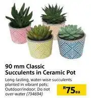 Builders Warehouse 90mm Classic Succulents In Ceramic Pot-Each offer