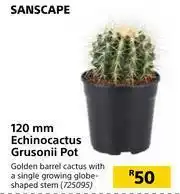 Sanscape 120mm Echinocactus Grusonii Pot