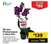 Builders Warehouse Flora 90mm phalaenopsis 2 stem pot offer