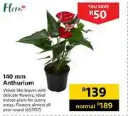 Builders Warehouse Flora 140mm anthurium offer