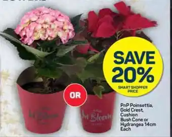 Pick n Pay PnP Poinsettia, Gold Crest, Bush Cone or Hydrangea 14cm Each offer