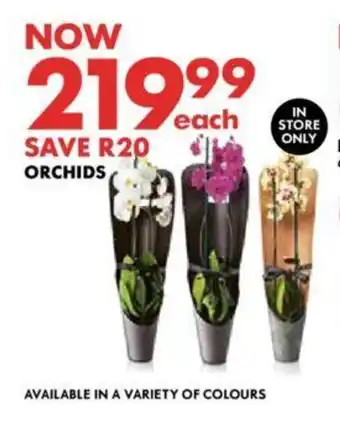 ORCHIDS