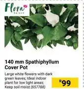 Builders Warehouse Flora 140mm spathiphyllum cover pot offer