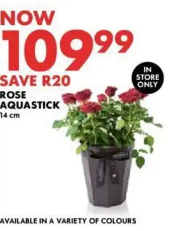 Woolworths ROSE AQUASTICK 14 cm offer