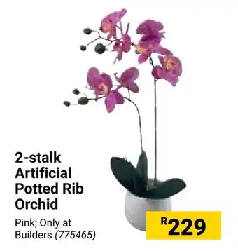 Builders Warehouse 2-stalk Artificial Potted Rib Orchid offer