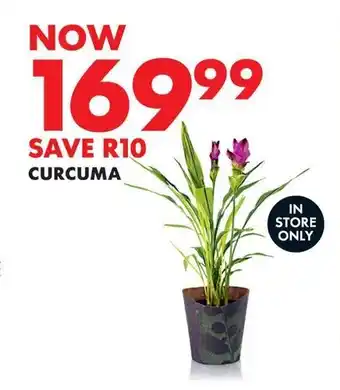 Woolworths CURCUMA offer