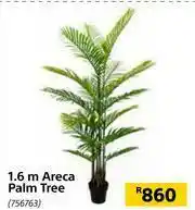 Builders Warehouse 1.6m Areca Palm Tree 756763 offer