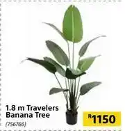 1.8m Travelers Banana Tree 756766
