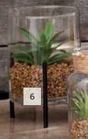 Builders Warehouse Succulent In Glass Pot 150mm (H) x 105mm (Dia) offer